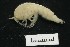  ( - MNA11070)  @11 [ ] Copyright (2016) Stefano Schiaparelli Italian National Antarctic Museum