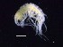  ( - MNA11873)  @11 [ ] Copyright (2016) Unspecified Italian National Antarctic Museum