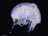  (Lepidepecreellidae - MNA11878)  @11 [ ] Copyright (2016) Unspecified Italian National Antarctic Museum