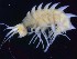  ( - MNA12063)  @11 [ ] Copyright (2016) Unspecified Italian National Antarctic Museum