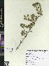  ( - CMPR12333)  @11 [ ] Copyright (2025) Arya Vaidya Sala Centre for Medicinal Plants Research-Arya Vaidya Sala