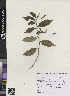 (Strobilanthes ciliata - CMPR8788)  @11 [ ] Copyright (2020) Centre for Medicinal Plants Research-AVS Centre for Medicinal Plants Research