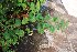  ( - CMPR8791)  @11 [ ] Copyright (2024) Arya Vaidya Sala Centre for Medicinal Plants Research-Arya Vaidya Sala