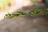  ( - CMPR8791)  @11 [ ] Copyright (2024) Arya Vaidya Sala Centre for Medicinal Plants Research-Arya Vaidya Sala