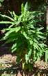  (Alpinia galanga - CMPR8781)  @11 [ ] Copyright (c) (2021) Arya Vaidya Sala Centre for Medicinal Plants Research- Arya Vaidya Sala, Kottakkal