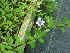  ( - CMPR12304)  @11 [ ] Copyright (2020) Centre for Medicinal Plants Research-Arya Vaidya Sala Centre for Medicinal Plants Research