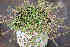  ( - CMPR12315)  @11 [ ] Copyright (2022) Centre for Medicinal Plants Research Arya Vaidya Sala Kottakkal Centre for Medicinal Plants Research-Arya Vaidya Sala