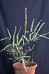  ( - CMPR12322)  @11 [ ] Copyright (2024) Arya Vaidya Sala Centre for Medicinal Plants Research-Arya Vaidya Sala