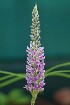  ( - CMPR12322)  @11 [ ] Copyright (2024) Arya Vaidya Sala Centre for Medicinal Plants Research-Arya Vaidya Sala