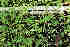  ( - CMPR12304)  @11 [ ] Copyright (2020) Centre for Medicinal Plants Research-Arya Vaidya Sala Centre for Medicinal Plants Research