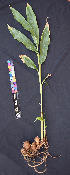  ( - CMPR12307)  @11 [ ] Copyright (c) (2021) Arya Vaidya Sala Centre for Medicinal Plants Research- Arya Vaidya Sala, Kottakkal