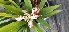  ( - CMPR8782)  @11 [ ] Copyright (2025) Arya Vaidya Sala Centre for Medicinal Plants Research-Arya Vaidya Sala