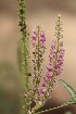  ( - CMPR12322)  @11 [ ] Copyright (2024) Arya Vaidya Sala Centre for Medicinal Plants Research-Arya Vaidya Sala