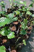  ( - CMPR12308)  @11 [ ] Copyright (2022) Arya Vaidya Sala Kottakkal Centre for Medicinal Plants Research-Arya Vaidya Sala