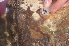  ( - BANEM-Bides4)  @11 [ ] METU-IMS  METU-IMS Unspecified