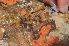  ( - BANEM-Botryllus1)  @11 [ ] METU-IMS  METU-IMS Unspecified