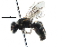  ( - CCDB-06710 A06)  @12 [ ] CreativeCommons - Attribution (2016) CBG Photography Group Centre for Biodiversity Genomics