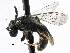  (Lasioglossum imitatum - CCDB-06710 G11)  @15 [ ] CreativeCommons - Attribution (2016) CBG Photography Group Centre for Biodiversity Genomics