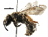  ( - CCDB-06733 B11)  @15 [ ] CreativeCommons - Attribution (2016) CBG Photography Group Centre for Biodiversity Genomics