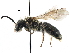  ( - CCDB-06733 C06)  @14 [ ] CreativeCommons - Attribution (2016) CBG Photography Group Centre for Biodiversity Genomics