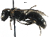  ( - CCDB-06733 C10)  @12 [ ] CreativeCommons - Attribution (2016) CBG Photography Group Centre for Biodiversity Genomics
