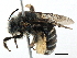  ( - CCDB-06733 F02)  @13 [ ] CreativeCommons - Attribution (2016) CBG Photography Group Centre for Biodiversity Genomics