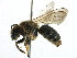  ( - CCDB-06733 F10)  @15 [ ] CreativeCommons - Attribution (2016) CBG Photography Group Centre for Biodiversity Genomics