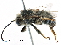  ( - CCDB-06733 G01)  @13 [ ] CreativeCommons - Attribution (2016) CBG Photography Group Centre for Biodiversity Genomics