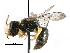  ( - CCDB-06734 H02)  @13 [ ] CreativeCommons - Attribution (2016) CBG Photography Group Centre for Biodiversity Genomics