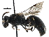  (Hylaeus modestus - CCDB-06734 H10)  @15 [ ] CreativeCommons - Attribution (2016) CBG Photography Group Centre for Biodiversity Genomics