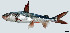 ( - AmanB23)  @13 [ ] Copyright (2010) J. Quilang and B. Santos, 2010 Institute of Biology, University of the Philippines Diliman