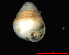  ( - 1876a_Zospeum_sp_2_ESP)  @12 [ ] CreativeCommons - Attribution Non-Commercial Share-Alike (2012) Unspecified Goethe University