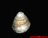  ( - 1876c_Zospeum_sp_2_ESP)  @13 [ ] CreativeCommons - Attribution Non-Commercial Share-Alike (2012) Unspecified Goethe University