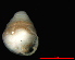  ( - 1876c_Zospeum_sp_2_ESP)  @13 [ ] CreativeCommons - Attribution Non-Commercial Share-Alike (2012) Unspecified Goethe University