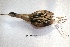  (Ixobrychus involucris - MACN-Or-cp 5)  @13 [ ] Copyright (2014) MACN Museo Argentino de Ciencias Naturales, Bernardino Rivadavia