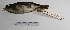  ( - MACN-Or-ct 909)  @13 [ ] Copyright (2012) MACN Museo Argentino de Ciencias Naturales "Bernardino Rivadavia"