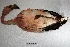  ( - MACN-Or-ct 1188)  @12 [ ] Copyright (2014) MACN Museo Argentino de Ciencias Naturales, Bernardino Rivadavia