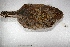  ( - MACN-Or-ct 1203)  @12 [ ] Copyright (2014) MACN Museo Argentino de Ciencias Naturales, Bernardino Rivadavia