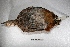  ( - MACN-Or-ct 1203)  @12 [ ] Copyright (2014) MACN Museo Argentino de Ciencias Naturales, Bernardino Rivadavia