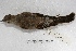  ( - MACN-Or-ct 1289)  @13 [ ] Copyright (2014) MACN Museo Argentino de Ciencias Naturales, Bernardino Rivadavia