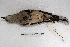  ( - MACN-Or-ct 1289)  @13 [ ] Copyright (2014) MACN Museo Argentino de Ciencias Naturales, Bernardino Rivadavia