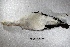  ( - MACN-Or-ct 1296)  @12 [ ] Copyright (2014) MACN Museo Argentino de Ciencias Naturales, Bernardino Rivadavia