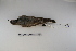  ( - MACN-Or-ct 1324)  @12 [ ] Copyright (2012) MACN Museo Argentino de Ciencias Naturales "Bernardino Rivadavia"