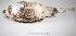  (Athene cunicularia - MACN-Or-ct 1381)  @13 [ ] Copyright (2012) MACN Museo Argentino de Ciencias Naturales "Bernardino Rivadavia"
