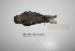  ( - MACN-Or-ct 1392)  @12 [ ] Copyright (2012) MACN Museo Argentino de Ciencias Naturales "Bernardino Rivadavia"