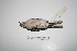  ( - MACN-Or-ct 1392)  @12 [ ] Copyright (2012) MACN Museo Argentino de Ciencias Naturales "Bernardino Rivadavia"