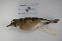  ( - MACN-Or-ct 1398)  @13 [ ] Copyright (2012) MACN Museo Argentino de Ciencias Naturales "Bernardino Rivadavia"
