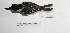  ( - MACN-Or-ct 1410)  @13 [ ] Copyright (2012) MACN Museo Argentino de Ciencias Naturales "Bernardino Rivadavia"