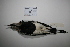  ( - MACN-Or-ct 1423)  @12 [ ] Copyright (2012) MACN Museo Argentino de Ciencias Naturales "Bernardino Rivadavia"