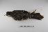  ( - MACN-Or-ct 1439)  @13 [ ] Copyright (2012) MACN Museo Argentino de Ciencias Naturales "Bernardino Rivadavia"